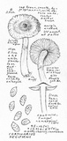 Cortinarius decipiens image