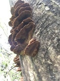 Phellinus gilvus image