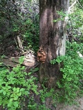 Phellinus gilvus image