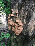 Phellinus gilvus image