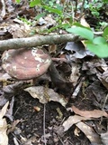 Ganoderma curtisii image