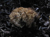 Phaeoclavulina myceliosa image