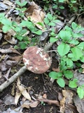 Ganoderma curtisii image
