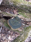 Phellinus robiniae image