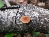 Phaeomarasmius erinaceus image
