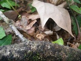 Phaeomarasmius erinaceus image