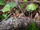 Phaeomarasmius erinaceus image