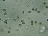 Phaeomarasmius erinaceus image