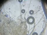 Phaeomarasmius erinaceus image
