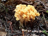 Ramaria rubricarnata image