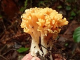 Ramaria rubricarnata image