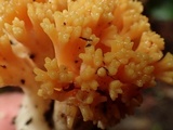 Ramaria rubricarnata image