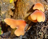 Dacryopinax elegans image