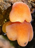 Dacryopinax elegans image