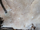 Trametes gibbosa image