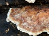 Trametes hirsuta image