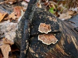 Trametes hirsuta image