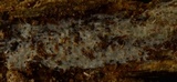 Peniophorella pubera image