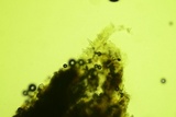 Peniophorella pubera image