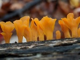 Dacryopinax spathularia image