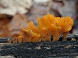 Dacryopinax spathularia image