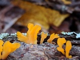 Dacryopinax spathularia image
