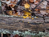 Dacryopinax spathularia image