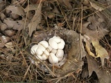 Asterophora lycoperdoides image