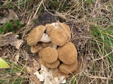 Asterophora lycoperdoides image