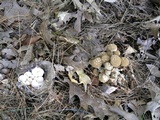 Asterophora lycoperdoides image