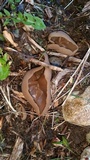Peziza domiciliana image