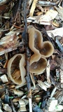 Peziza domiciliana image