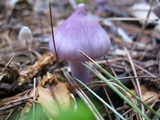 Inocybe pallidicremea image