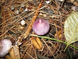 Inocybe pallidicremea image