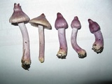 Inocybe pallidicremea image