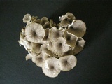 Polyporus umbellatus image