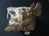 Polyporus umbellatus image