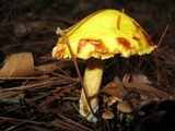 Suillus americanus image