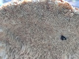 Trametes trogii image