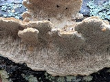 Trametes trogii image