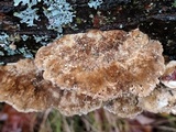 Trametes trogii image