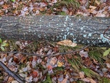 Trametes trogii image