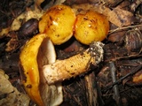 Tricholoma aurantium image