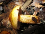 Tricholoma aurantium image