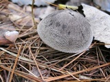 Tricholoma terreum image