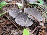 Tricholoma terreum image