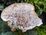Cerrena unicolor image