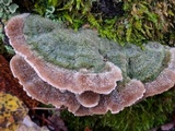 Cerrena unicolor image