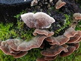 Cerrena unicolor image