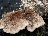 Cerrena unicolor image